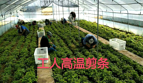 夏日來(lái)臨，當(dāng)你吹空調(diào)喊熱的時(shí)候，讓我?guī)阋黄鹱哌M(jìn)東楓園林體驗(yàn)一下東楓人高溫下工作不一樣的夏日風(fēng)采