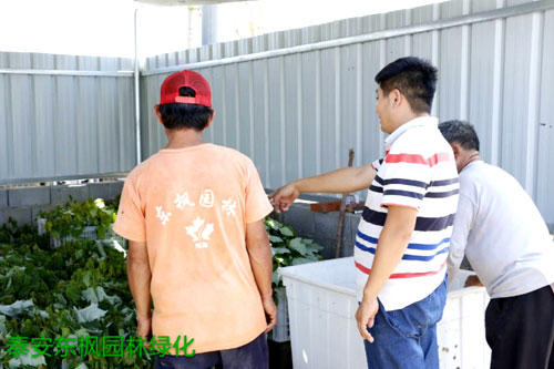 夏日來(lái)臨，當(dāng)你吹空調(diào)喊熱的時(shí)候，讓我?guī)阋黄鹱哌M(jìn)東楓園林體驗(yàn)一下東楓人高溫下工作不一樣的夏日風(fēng)采