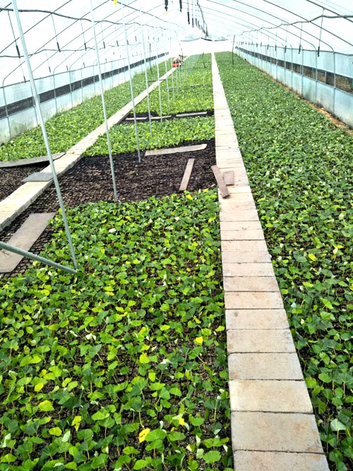 夏日來(lái)臨，當(dāng)你吹空調(diào)喊熱的時(shí)候，讓我?guī)阋黄鹱哌M(jìn)東楓園林體驗(yàn)一下東楓人高溫下工作不一樣的夏日風(fēng)采