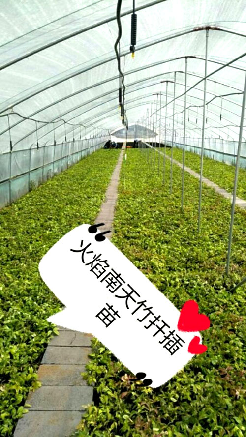 夏日來(lái)臨，當(dāng)你吹空調(diào)喊熱的時(shí)候，讓我?guī)阋黄鹱哌M(jìn)東楓園林體驗(yàn)一下東楓人高溫下工作不一樣的夏日風(fēng)采