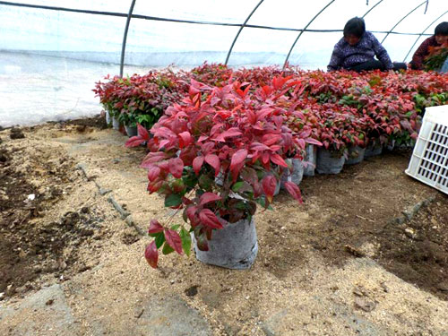 夏日來(lái)臨，當(dāng)你吹空調(diào)喊熱的時(shí)候，讓我?guī)阋黄鹱哌M(jìn)東楓園林體驗(yàn)一下東楓人高溫下工作不一樣的夏日風(fēng)采