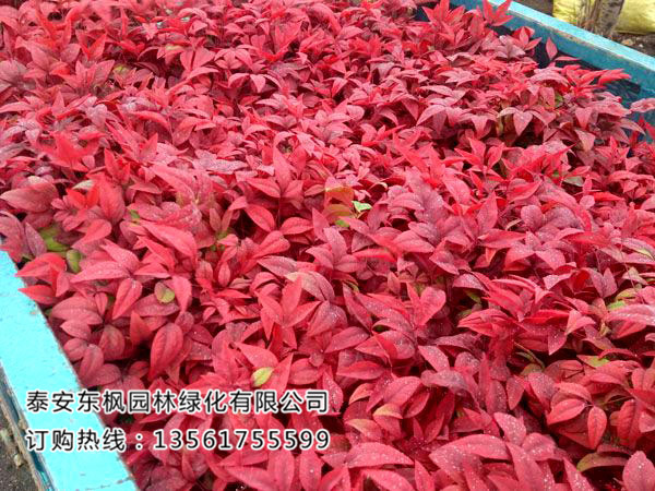 苗木種植土壤改良有哪些方法？