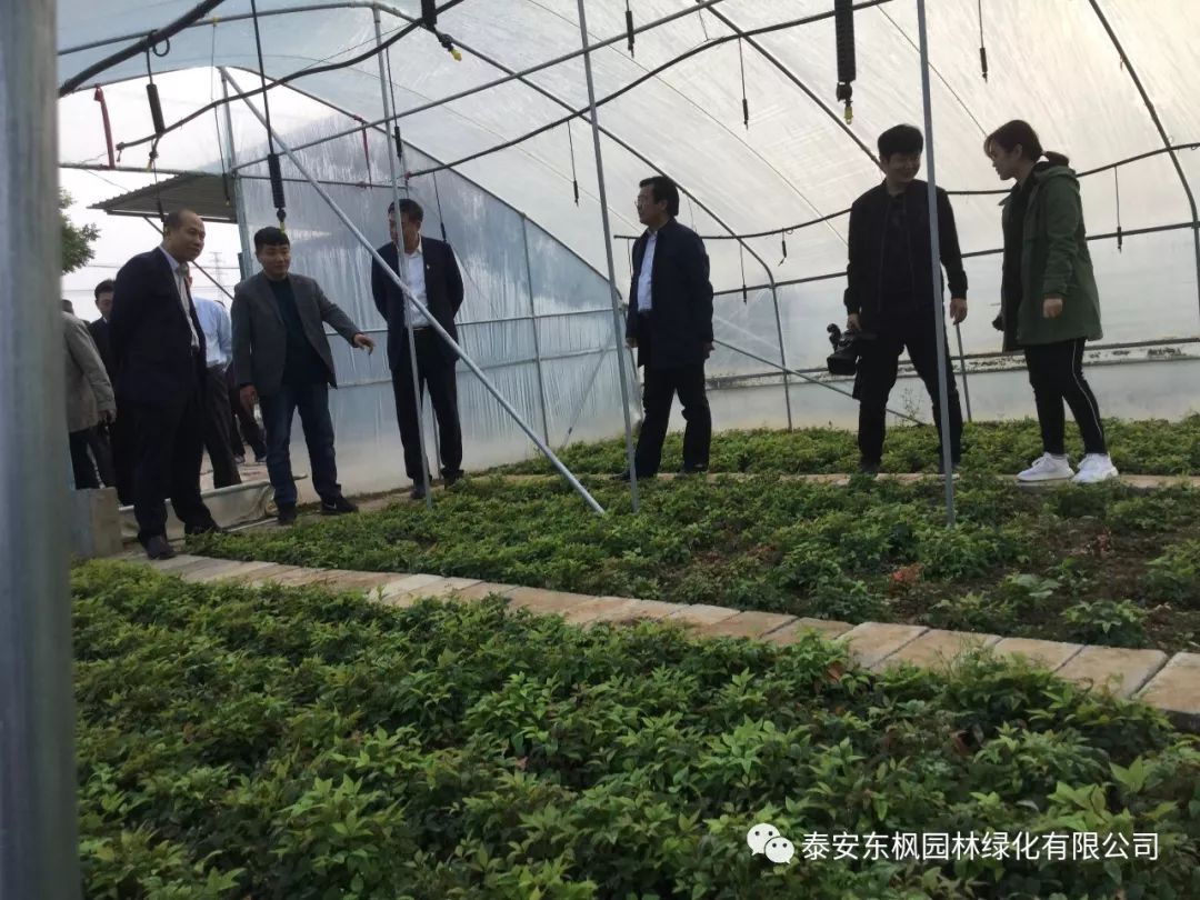 熱烈歡迎肥城市市委書記及領(lǐng)導一行蒞臨泰安東楓園林參觀指導