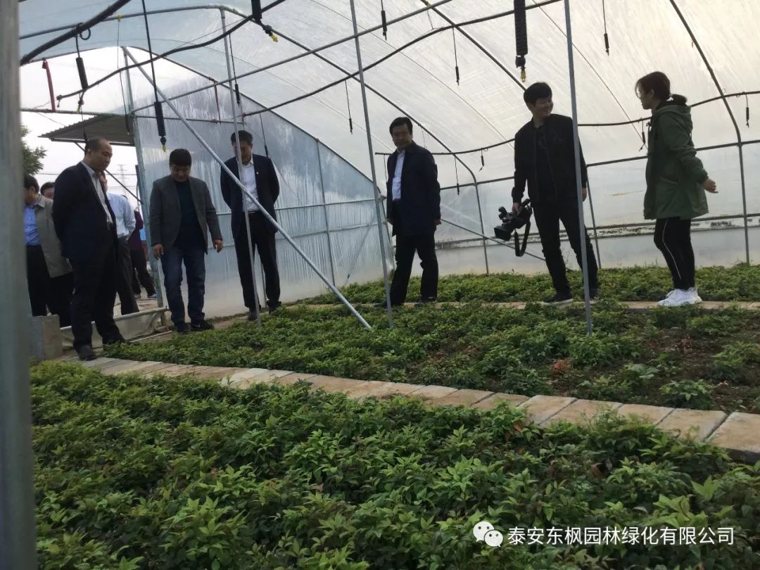 熱烈歡迎肥城市市委書記及領(lǐng)導一行蒞臨泰安東楓園林參觀指導