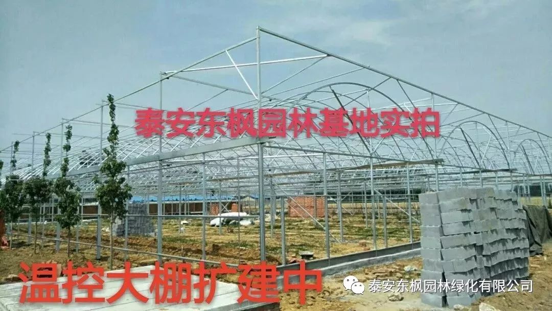 熱烈歡迎肥城市市委書記及領(lǐng)導一行蒞臨泰安東楓園林參觀指導