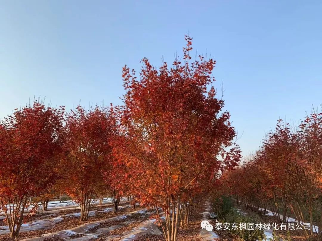 熱烈歡迎肥城市市委書記及領(lǐng)導一行蒞臨泰安東楓園林參觀指導