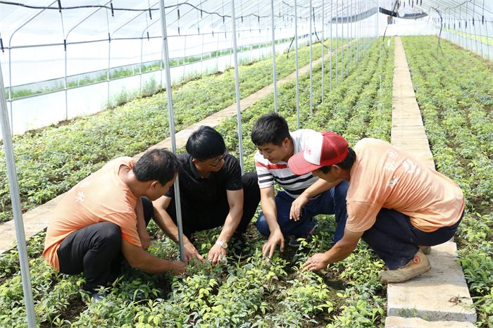 國(guó)內(nèi)較大的火焰南天竹生產(chǎn)培育基地