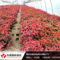 <img src=upfile/images/2018/12/12/small3_15446002715111875.jpg height=300>