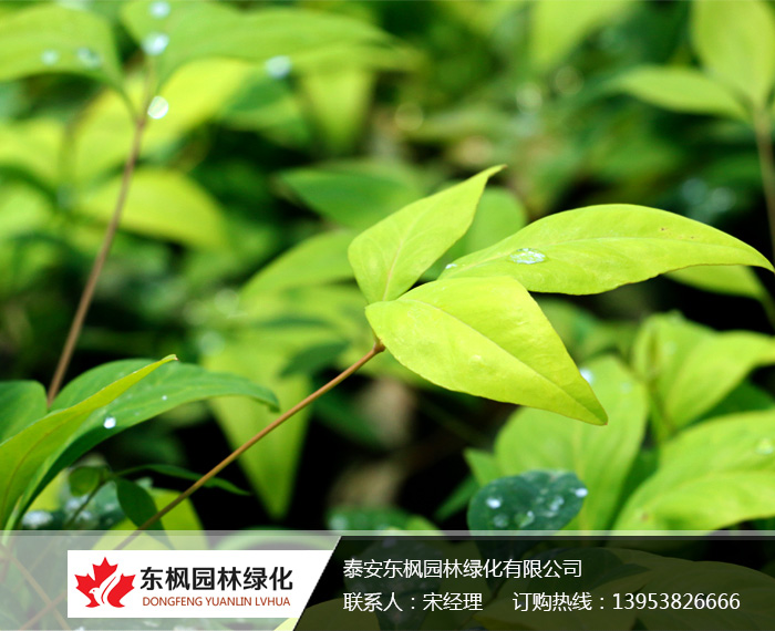 火焰南天竹入市以來熱度不減，未來幾年市場好！