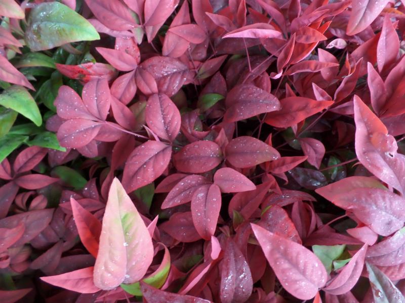 火焰南天竹入市以來熱度不減，未來幾年市場好！