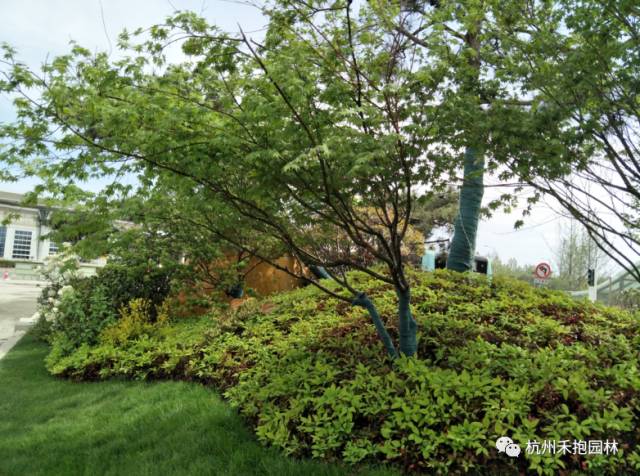 火焰南天竹入市以來熱度不減，未來幾年市場好！