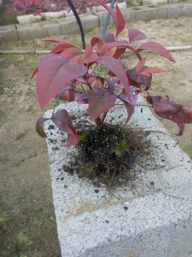 火焰南天竹入市以來熱度不減，未來幾年市場好！