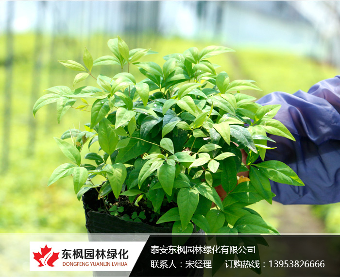 火焰南天竹栽種、澆水、施肥等及擺放環(huán)境