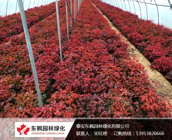 火焰南天竹栽種、澆水、施肥等及擺放環(huán)境