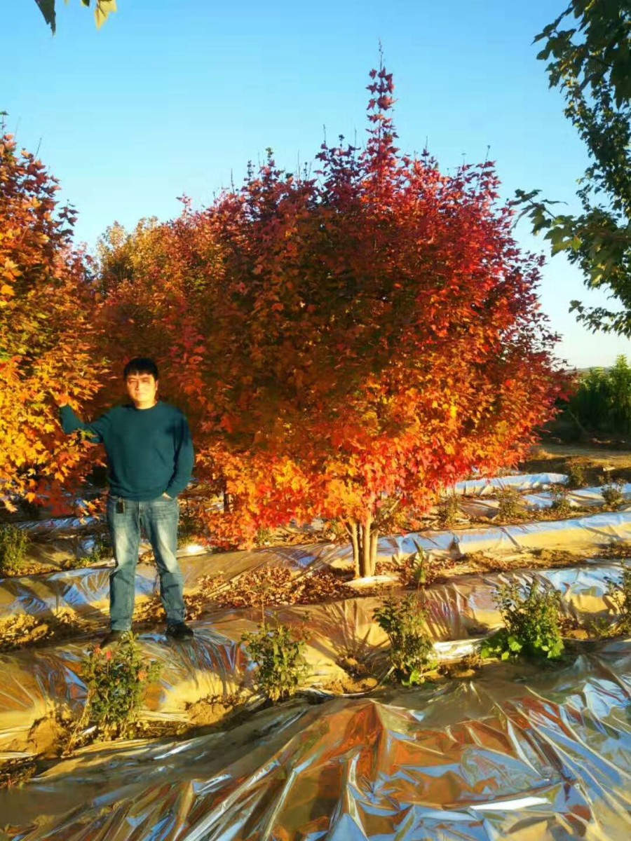 美國(guó)紅楓家族中的 “ 勞斯萊斯 ” ---- 泰安 東楓 “ 叢生紅點(diǎn)紅楓