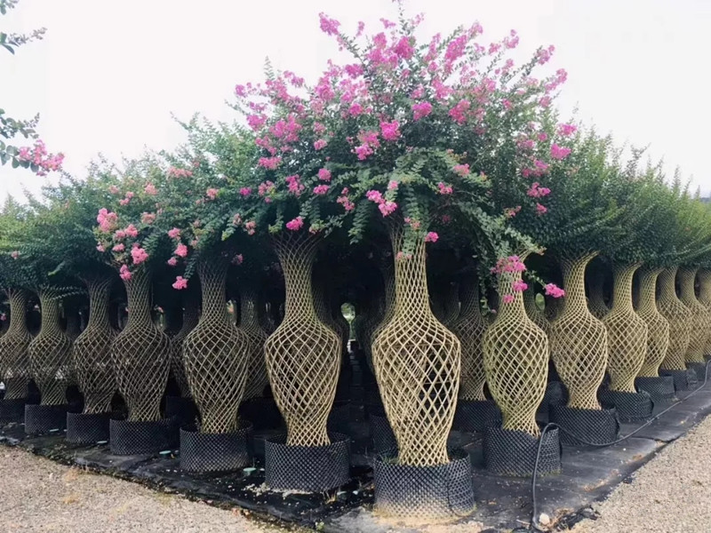 紫薇花瓶|火焰南天竹|叢生紅點(diǎn)紅楓|火焰衛(wèi)矛的生長習(xí)性-泰安東楓園林苗木有限公司