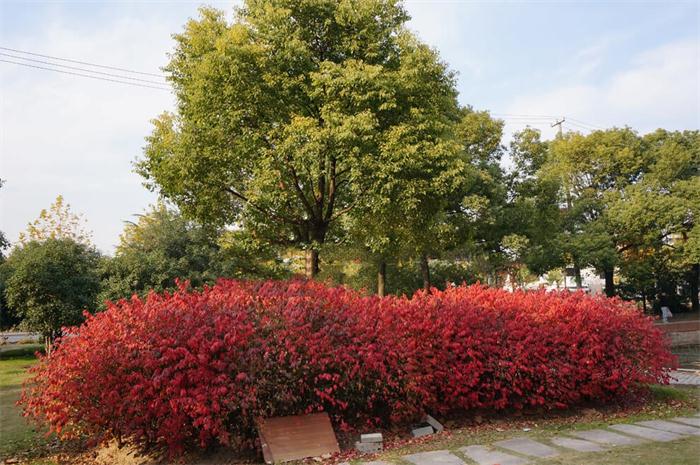 紫薇花瓶|火焰南天竹|叢生紅點(diǎn)紅楓|火焰衛(wèi)矛的生長習(xí)性-泰安東楓園林苗木有限公司