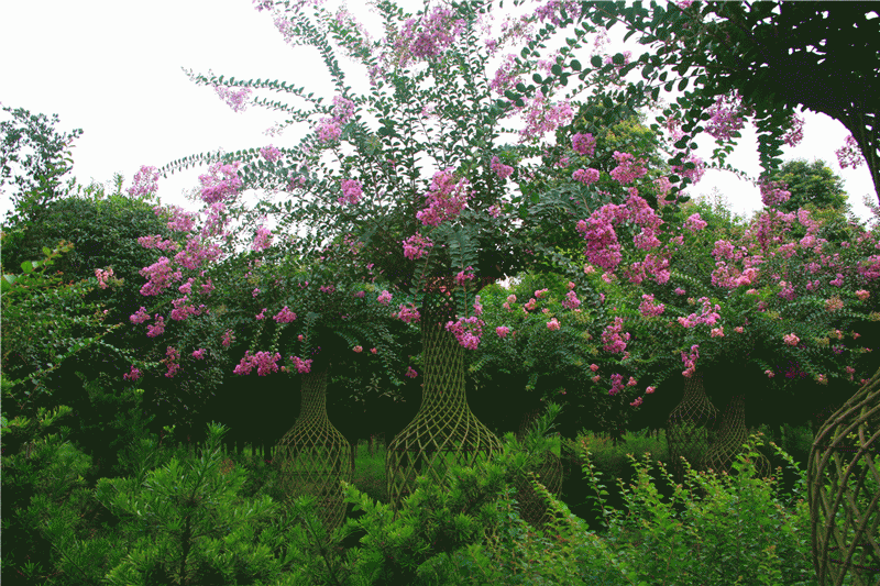 揭秘泰安東楓園林苗木有限公司紫薇花瓶銷(xiāo)售火爆的原因
