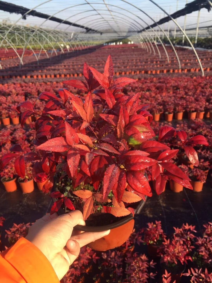 種苗兩年，投資2000萬(wàn)，干出兩個(gè)“大”，這個(gè)山東兄弟有點(diǎn)“狠”