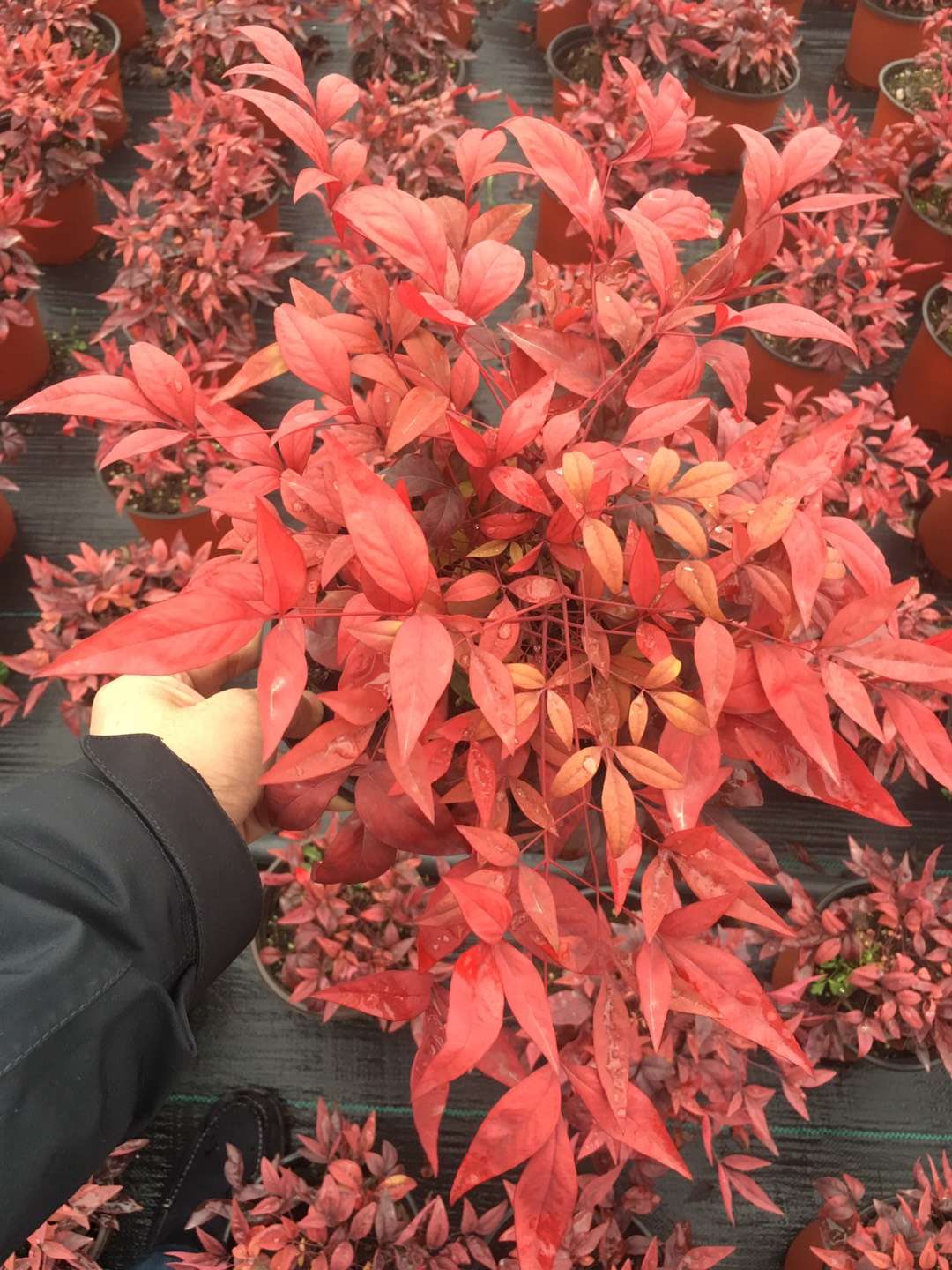 泰安東楓園林苗木有限公司 農(nóng)業(yè)產(chǎn)業(yè)化發(fā)展專(zhuān)題材料