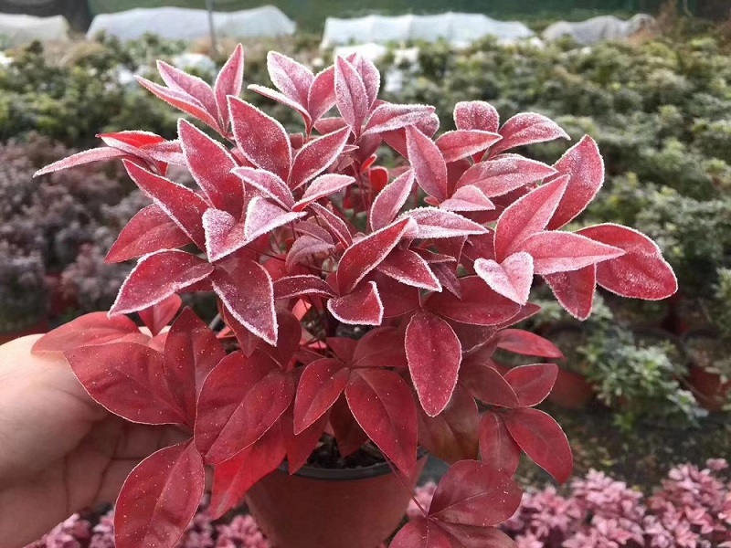 選對種苗，做好產(chǎn)品，才能未來可期！火焰南天竹、叢生紅點(diǎn)紅楓、紫薇花瓶