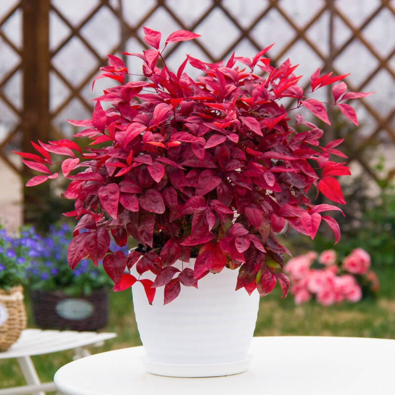 火焰南天竹——在冰冷的冬天，送你暖的色彩！