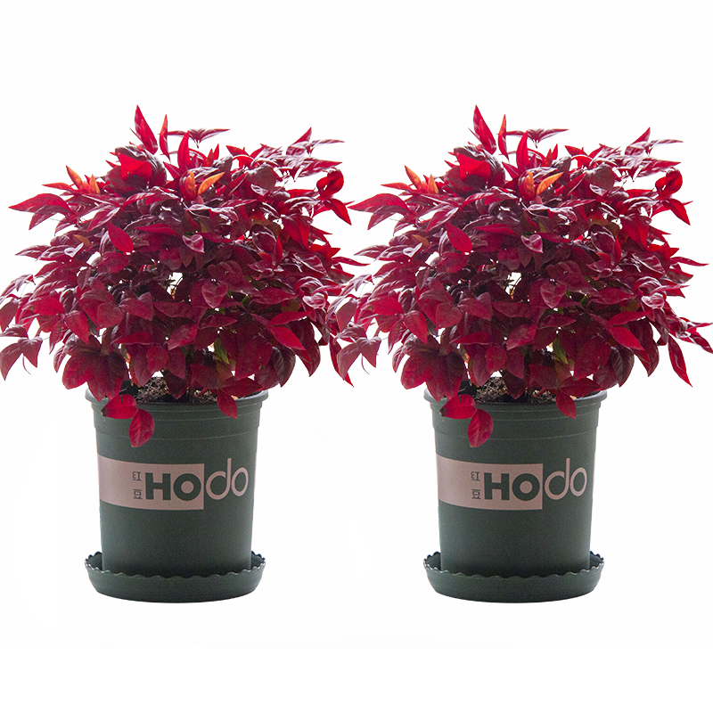 火焰南天竹——在冰冷的冬天，送你暖的色彩！